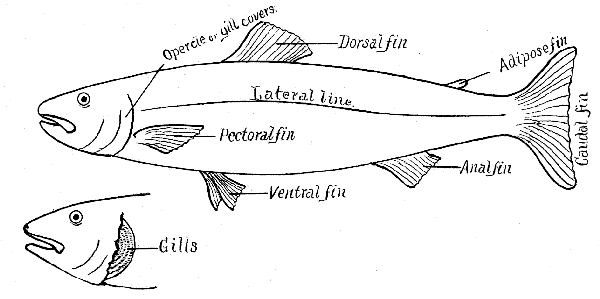 Fish Anatomy