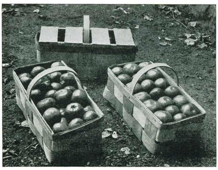 Figure 24.—The square braid basket is widely used as a local market package for tomatoes. The faced pack looks better and is easily put up. Covers permit stacking six or eight high.