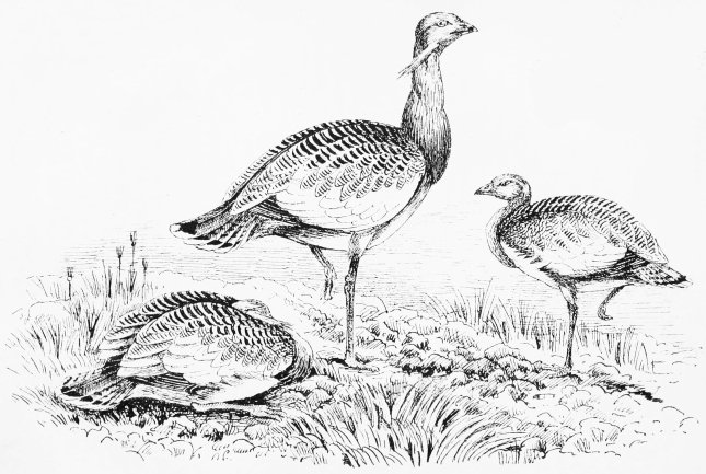 Plate VI.  BUSTARDS ON THE BARRENS—WINTER. "A First Shade of Suspicion."  Page 33.