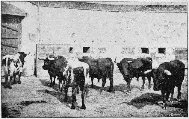 Plate XII.  THE MORN OF THE FIGHT—BULLS IN THE TORIL. (Miura's Breed.)  Page 61.