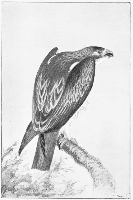 Plate XIV.  BOOTED EAGLE—Female, shot 11th April, 1872.  Page 81.