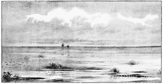 Plate XVI.  THE SPANISH WILD CAMELS—OUR FIRST SIGHT OF A PAIR IN THE MARISMA.  Page 94.