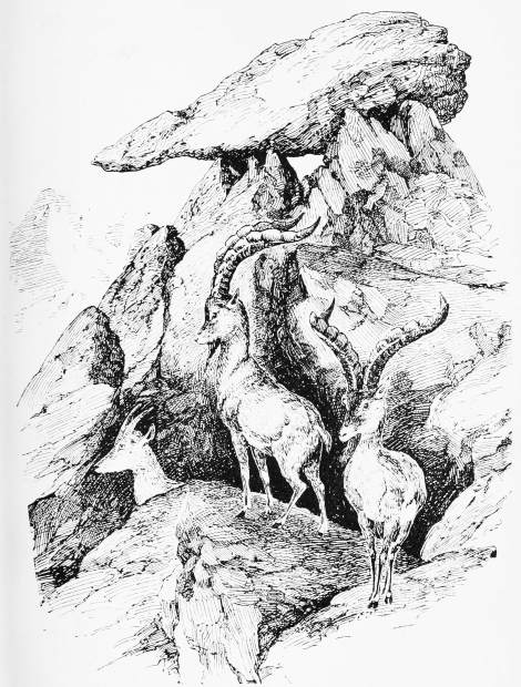 Plate XXI.  Page 143.  IBEX-HUNTING—THE TWO OLD RAMS AT THE "CANNON-ROCK."