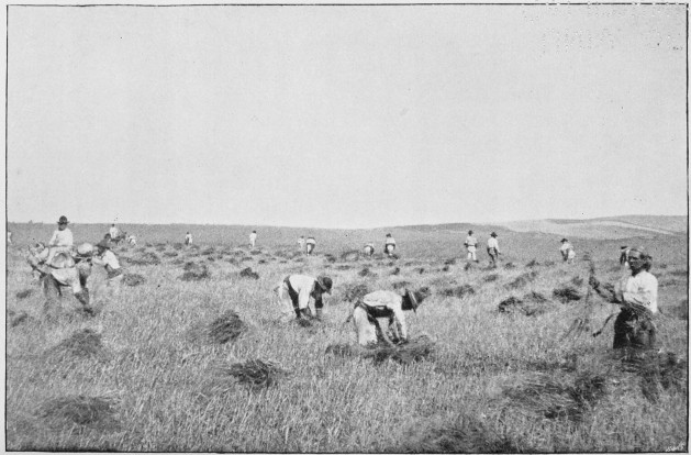 Plate XXVII.  THE HARVEST-FIELD.  Page 225.