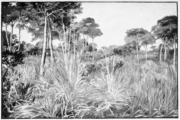 Plate XXXIX.  A SPANISH JUNGLE—THE ANGOSTURAS.  Page 348.