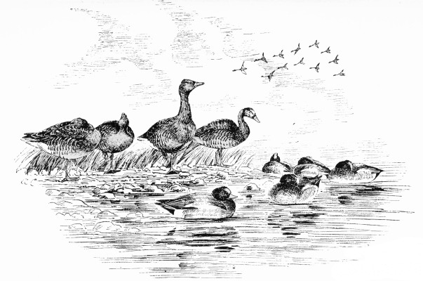 Plate XLVII.  GREY GEESE AND WIGEON—MIDDAY.  Page 378.