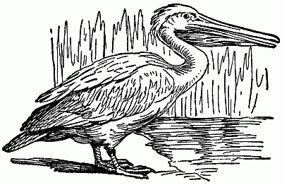 PELICAN.