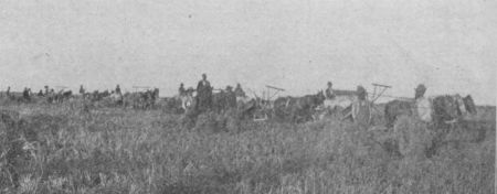 Fig. 23.—Harvesting Rice.