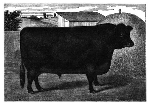 Illustration: Aberdeen-Angus Bull, Black  Prince