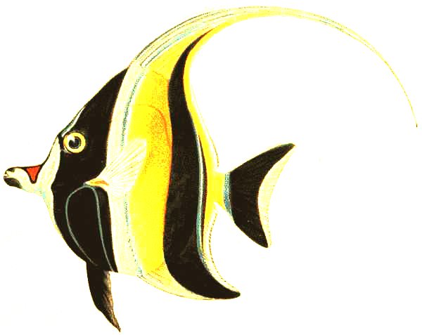 244. Kihikihi, (Zanclus Canescens)