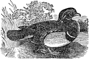 The Eider Duck