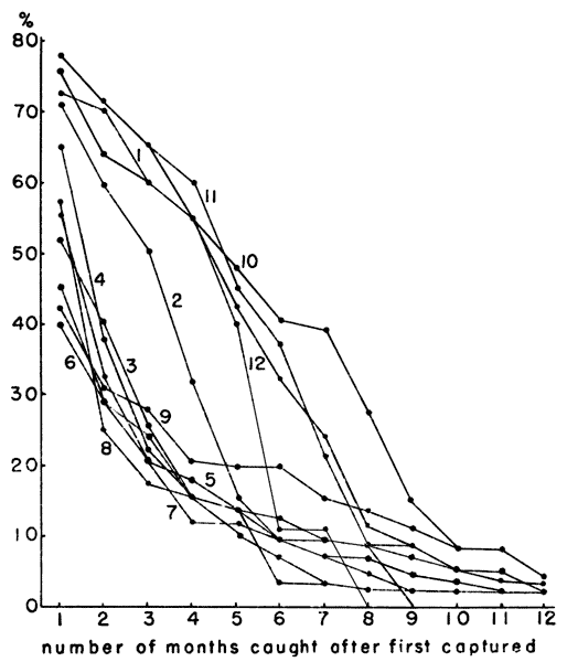 Percentages of individuals surviving