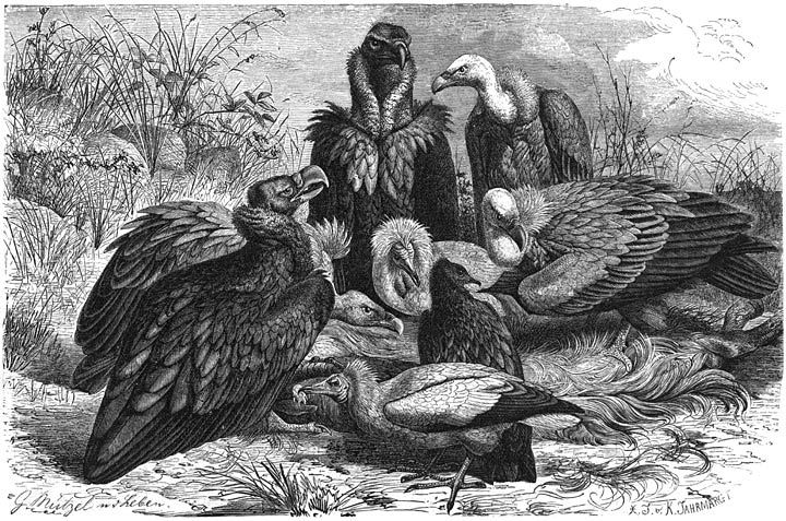 Zuid-Europeesche Gieren: 1) Monniksgier (Vulter monachus), 2) Witte Krenggier (Neophron perenopterus), 3) Vale Gier (Gyps fulvus).