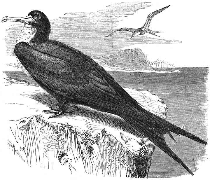 Fregatvogel (Atagen aquila) ⅕ v. d. ware grootte.