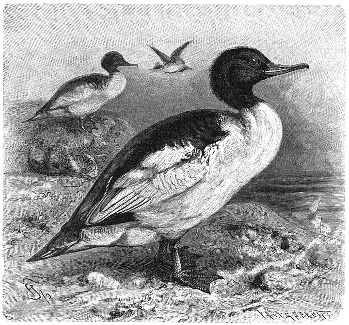 Groote Zaagbek (Mergus merganser). ⅕ v. d. ware grootte.