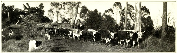 HAULING TIMBER, NORTH COAST RAILWAY