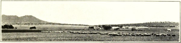 SHEEP AT GOWRIE, DARLING DOWNS