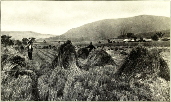 HARVESTING WHEAT, EMU VALE, NEAR WARWICK