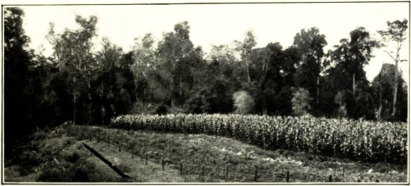 A FIELD OF MAIZE, EEL CREEK, GYMPIE