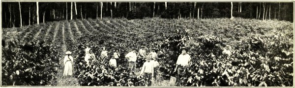 COFFEE PLANTATION, KURANDA, CAIRNS RAILWAY