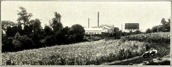 SUGAR CANE AND MILL, HUXLEY, ISIS RAILWAY