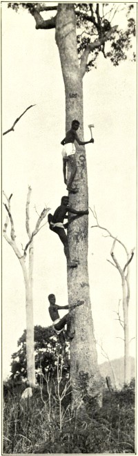 ABORIGINAL TREE CLIMBERS