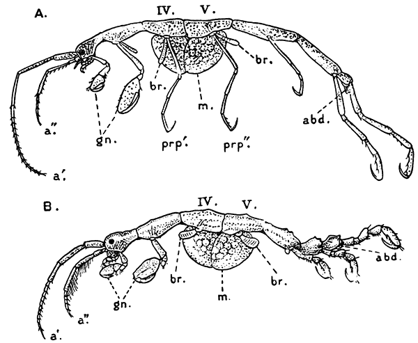 Two Species of Caprellidæ