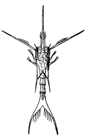 First Larval Stage of Munida rugosa