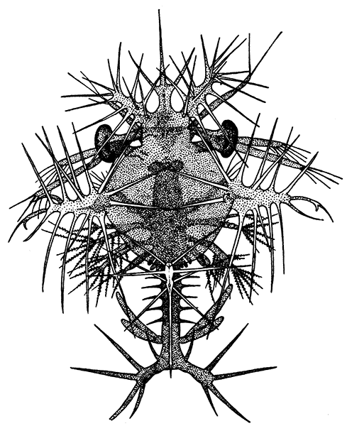 The Zoëa Larva of a Species of Sergestes