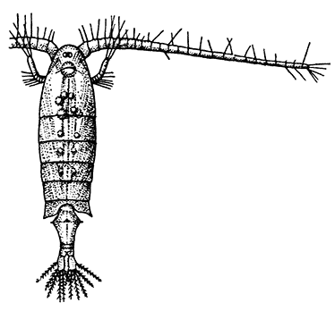 Diaptomus coeruleus