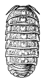 Armadillidium vulgare