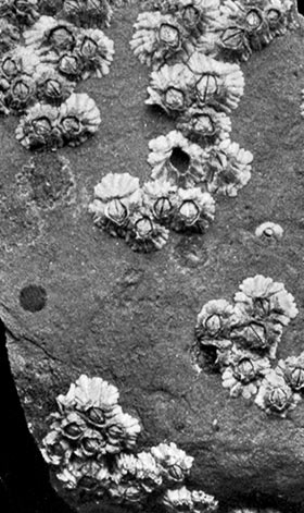 Group of Acorn-Shell Barnacles