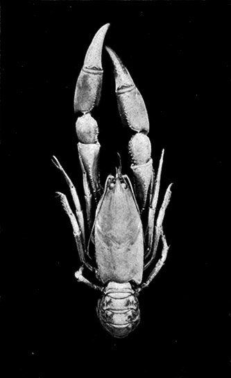 The Land Crayfish