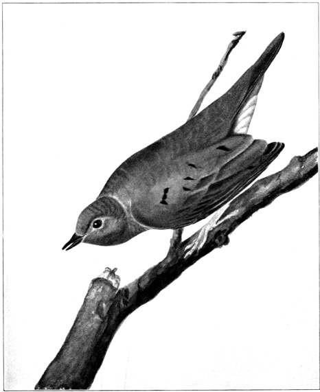 COLUMBA PASSERINA, GROUND DOVE