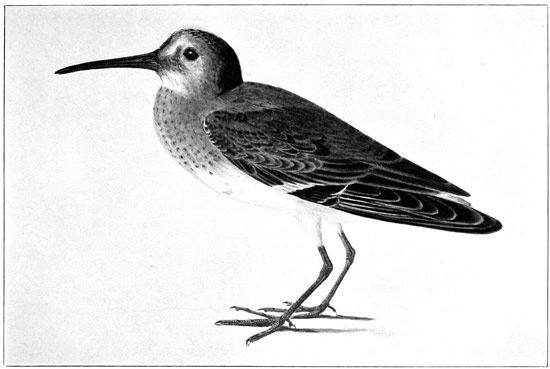 Sandpiper