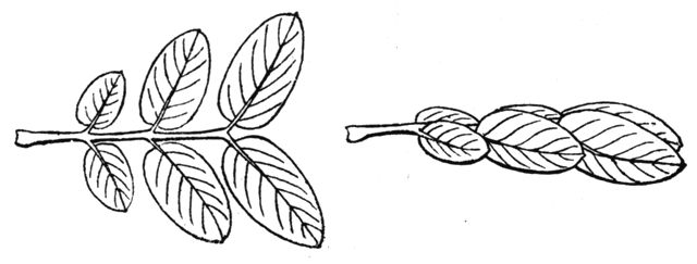 Fig. 150.