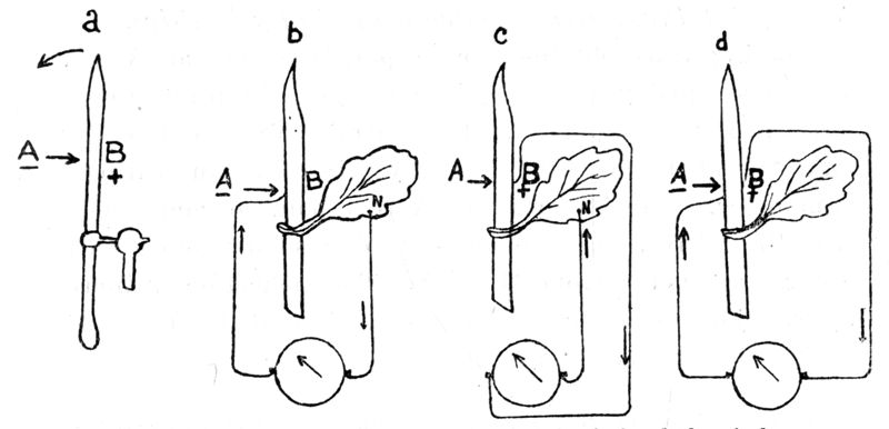 Fig. 164.