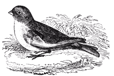 THE SNOW BUNTING.