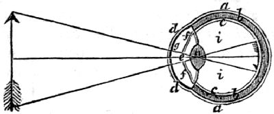 a a, the sclerotica; b b, the choroides; c c, the retina; d d, the cornea; e, the pupil; f f, the iris; g, the aqueous humor; h, the crystalline humor; i i, the vitreous humor.