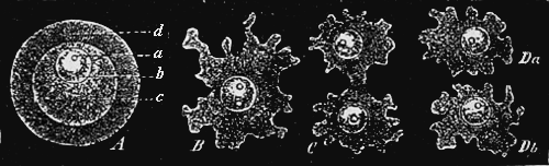 Propagation of a single-celled organism