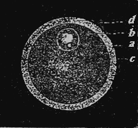 The human egg a hundred times enlarged.