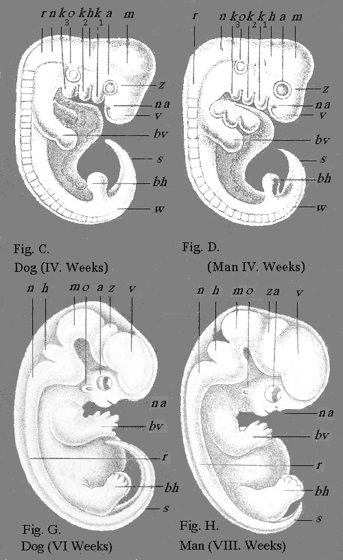 Nose, Eyes, Ear, Fore-leg, Hind-leg.