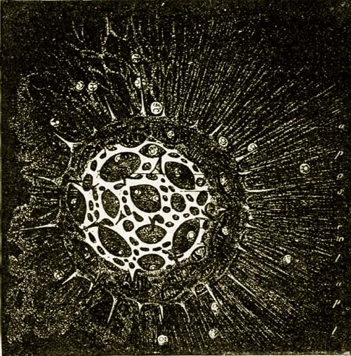 Navicula hippocampus.