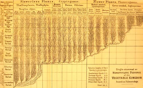 Single-Stemmed,or Monophyletic, Pedigree of the Vegetable Kingdom.