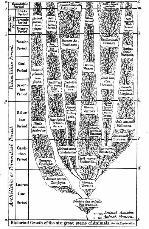 Historical Growth of the six great stems of Animals.