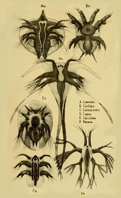 Nauplius. Youth-form of six Crab-fish. Pl. X.