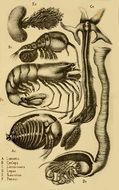 Adult form of the same six Crab-fish. Pl. XI.