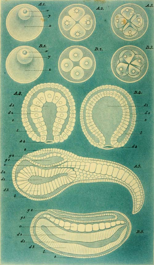 Ascidia (A.) and Amphioxus (B.)