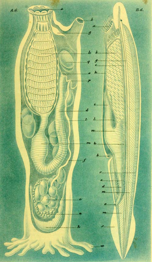 Ascidia and Amphioxus.