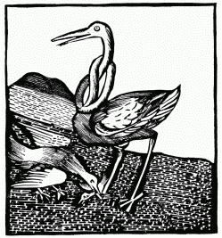 FIG. 17.—The Stork. From the “Ortus Sanitatis.” Venice, 1511.